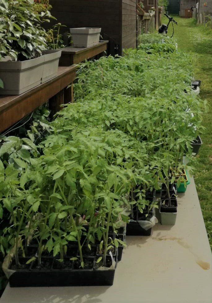 image de semis pour distribution